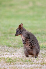 Tasmanian Pademelon, Thylogale billardierii, also known as the rufous-bellied pademelon or red-bellied pademelon. A marsupial relative of wallabies and kangeroos and found in Tasmania