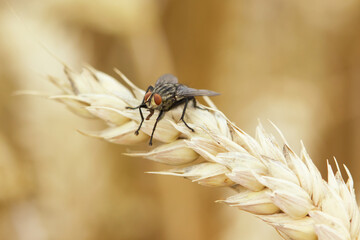 Common house fly Musca domestica sitting on wheat ears - biodiversity and organic crop