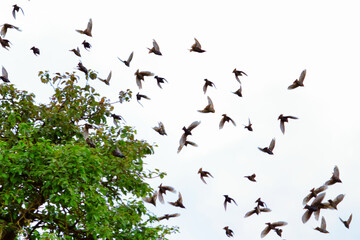 A flock of starling birds Sturnus vulgaris showing multiple birds in motion