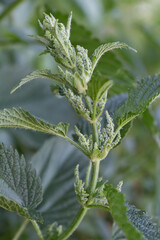 nettle flower