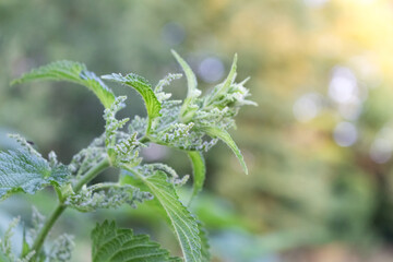nettle flower