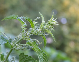 nettle flower