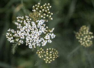 yarrow flowers
