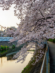 Fototapeta na wymiar 平野川と桜の風景