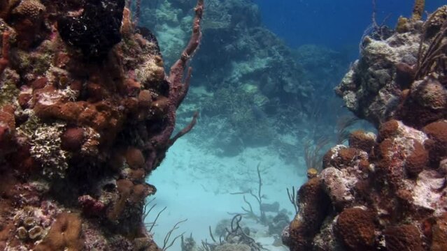 Stingray Dasyatis Americana on underwater coral reef in Caribbean Sea. Stingrays are type of flat fish that have distinct diamond-shaped body and long, whip-like tail.