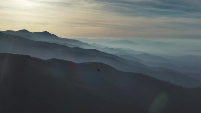 Aerial panorama of the beautiful smoky mountains in sunset light and flying bird, Carpathians mountains, Romania, 4k