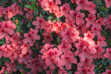 Azalea blooming in the garden. Red flowers on a bush.