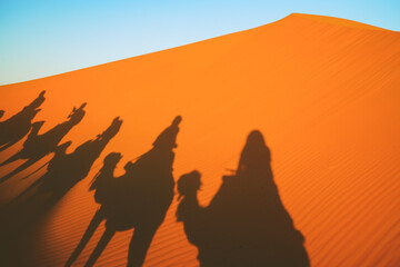 Fototapeta premium camel in the desert