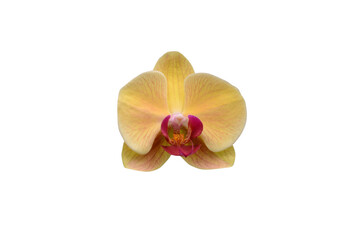 Fototapeta na wymiar Orchid flowers are beautiful when the sun shines.