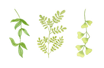 Fototapeta premium Watercolor set with Green Leaves. Illustration of Watercolor Branches. Design for Postcards, Invitations, Wreaths.
