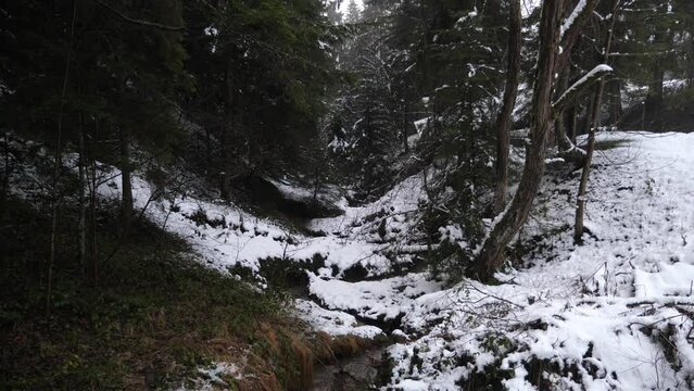 Winter landscape in the forest high in the mountains, camera panorama from the forest to a small stream with melting snow