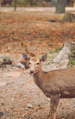 sika deer in nara park