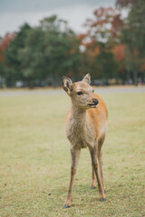 sika deer in nara park