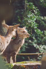 Naklejka premium sika deer in nara park