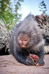 Indisches Weißschwanz - Stachelschwein ( Hystrix indica ).