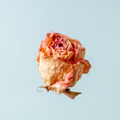 Red-yellow rose dried and wilted on a light blue background