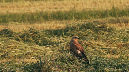 Common Buzzard Or Buteo Buteo Wild Bird Sitting On Ground In Summer Field. Wild Bird Medium-to-large Bird Of Prey Whose Range Covers Most Of Europe And Extends Into Asia .