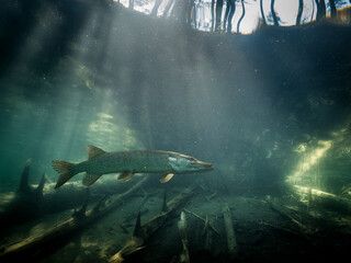 Nordic pike swimming in shady shore water