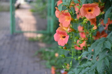 trumpet creeper on the wall