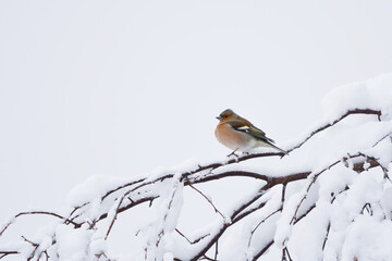 Common chaffinch (Fringilla coelebs) male sitting in a snowy tree in spring.