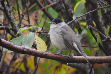 Blackcap (Sylvia atricapilla) male in the rain sitting in bush in fall.	
