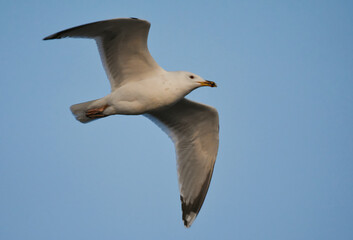 Great black-backed gull (Larus marinus) flying in the sky in spring.