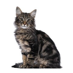 Obraz premium Cute young black tabby blotched Norwegian Forestcat kitten, sitting side ways. Looking with green brown eyes towards camera. Isolated cutout on transparent background.