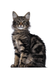 Cute young black tabby blotched Norwegian Forestcat kitten, sitting side ways. Looking with green brown eyes towards camera. Isolated cutout on transparent background.