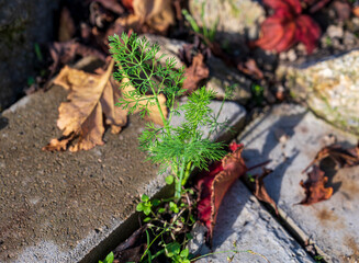 Small green plant grows between concrete pavement