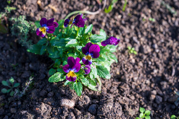 Blooming flowers on Viola tricolor plant