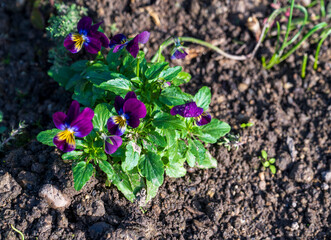 Blooming flowers on Viola tricolor plant