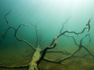 Old pine trunk sunken on lake bottom