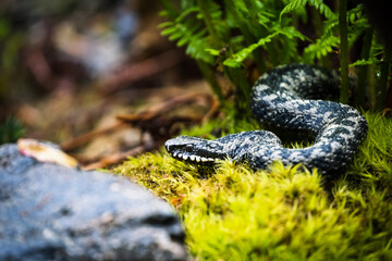 snake in the wildlife in germany forest