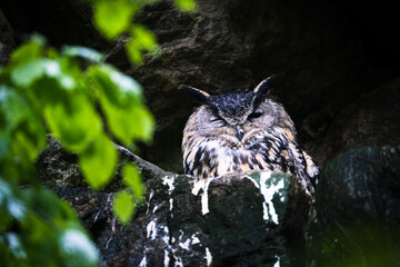 portrait of owl in the nature in bavarian forest