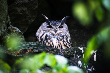 portrait of owl in the nature in bavarian forest