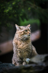 female wild cat in the forest