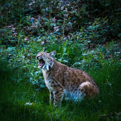 male lynx in the run