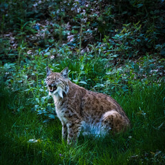 male lynx in the run