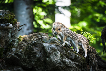 wild baby pigs i the forest in germany