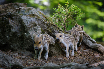 wild baby pigs i the forest in germany