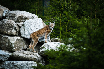 lynx in the forest of Kvilda in Czech Republic