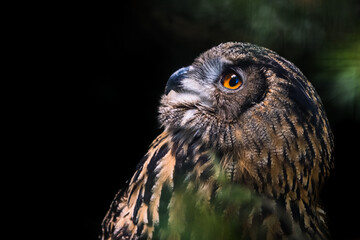 portrait of owl in the nature in bavarian forest