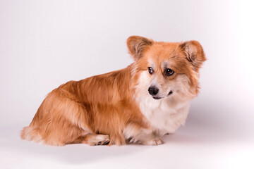 Portrait of a cute red welsh corgi pembroke on white. Adorable obedient dog closes up.