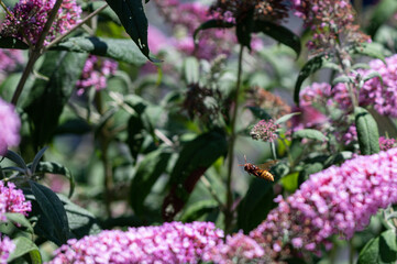 Hornet flying through flowers, looking for a food