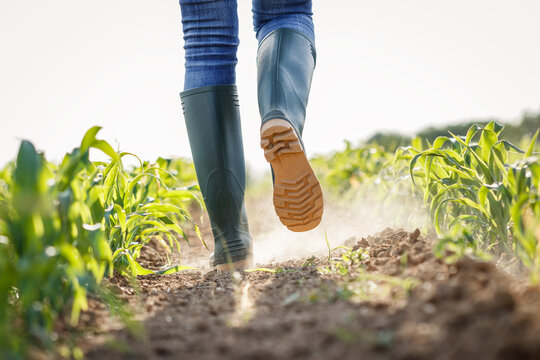 Farmer with rubber boots walks in dry corn field. Agricultural activity in cultivated land at arid climate. Impact of climate change on agriculture