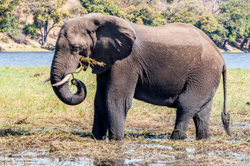 Fototapeta na wymiar African elephant grazing in the fields of the national reserve on the Chobe River. Botswana
