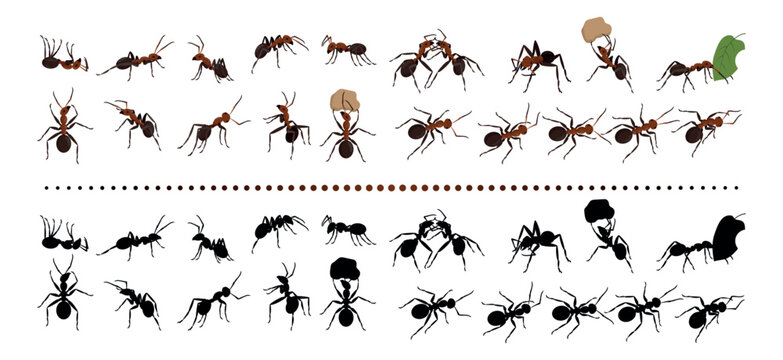 Red ants. Nature insects group. Garden termites. Bugs black silhouettes. Life species. Natural animals crawling and carrying leaves. Beetle actions set. Vector current design collection