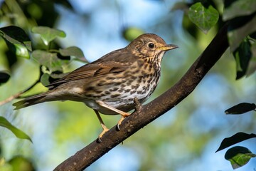Song thrush /Turdus philomelos