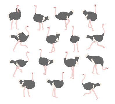 ostrich collection 1 cute on white background, vector illustration. 