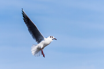 Seagull flapping its wings in the sky